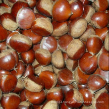 Fresh New Crop Tasty Chestnut